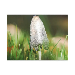 Matte Canvas Mushroom Art - Radial Pine Frame - Dipaliz - 12’’ x 9’’ (horizontal) / 0.75’’ - Posters Prints & Visual