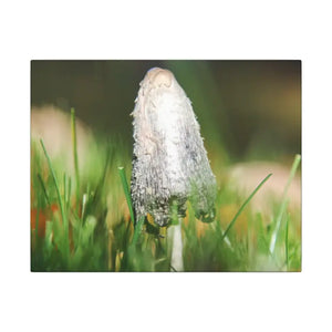 Matte Canvas Mushroom Art - Radial Pine Frame - Dipaliz - 14″ x 11″ (horizontal) / 0.75’’ - Posters Prints & Visual