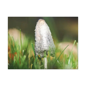 Matte Canvas Mushroom Art - Radial Pine Frame - Dipaliz - 16″ x 12″ (horizontal) / 0.75’’ - Posters Prints & Visual