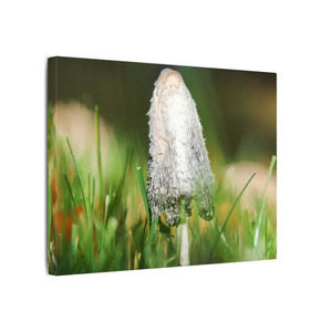 Matte Canvas Mushroom Art - Radial Pine Frame - Dipaliz - Posters Prints & Visual Artwork