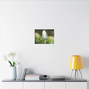 Matte Canvas Mushroom Art - Radial Pine Frame - Dipaliz - Posters Prints & Visual Artwork
