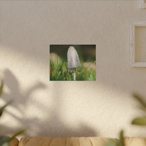 Matte Canvas Mushroom Art - Radial Pine Frame - Dipaliz - Posters Prints & Visual Artwork