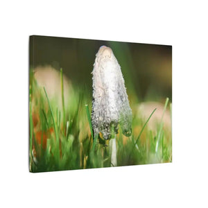 Matte Canvas Mushroom Art - Radial Pine Frame - Dipaliz - Posters Prints & Visual Artwork