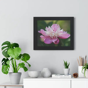 Pink Ranunculus Flower Close Up Framed Poster - Dipaliz - 14″ x 11″ / Black - Posters