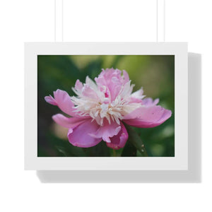 Pink Ranunculus Flower – Framed Wall Art - Dipaliz - Posters