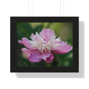 Pink Ranunculus Flower – Framed Wall Art - Dipaliz - Posters