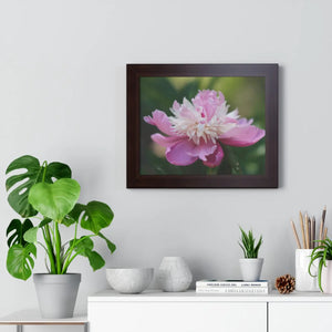 Pink Ranunculus Flower – Framed Wall Art - Dipaliz - Posters