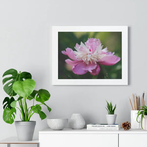 Pink Ranunculus Flower – Framed Wall Art - Dipaliz - Posters
