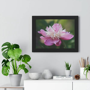 Pink Ranunculus Flower – Framed Wall Art - Dipaliz - Posters