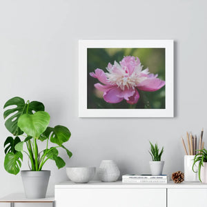 Pink Ranunculus Flower – Framed Wall Art - Dipaliz - Posters