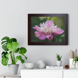 Pink Ranunculus Flower – Framed Wall Art - Dipaliz - Posters