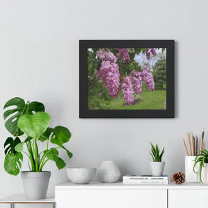 Purple Lilacs Spring Season Framed Horizontal Poster - Dipaliz - 14″ x 11″ / Black - Posters