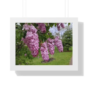Purple Lilacs Spring Season Framed Horizontal Poster - Dipaliz - 16″ x 12″ / White - Posters