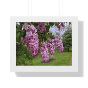 Purple Lilacs Spring Season Framed Horizontal Poster - Dipaliz - 14″ x 11″ / White - Posters