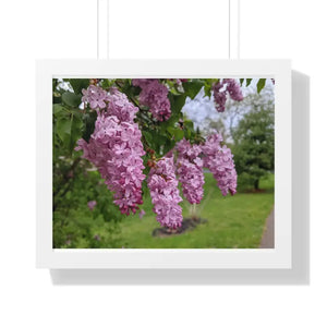 Purple Lilacs Spring Season Framed Horizontal Poster - Dipaliz - 20’’ x 16’’ / White - Posters