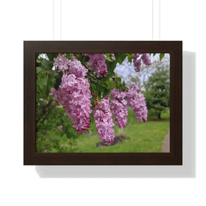 Purple Lilacs Spring Season Framed Horizontal Poster - Dipaliz - 16″ x 12″ / Walnut - Posters