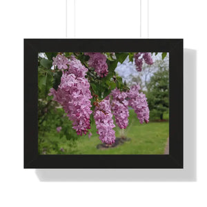 Purple Lilacs Spring Season Framed Horizontal Poster - Dipaliz - Posters