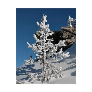 Snow Covered Tree Poster – Satin Winter Art - Dipaliz - Posters Prints & Visual Artwork