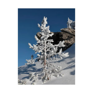 Snow Covered Tree Poster – Satin Winter Art - Dipaliz - Posters Prints & Visual Artwork