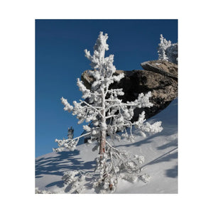 Snow Covered Tree Poster – Satin Winter Art - Dipaliz - Posters Prints & Visual Artwork