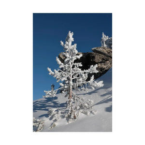 Snow Covered Tree Poster – Satin Winter Art - Dipaliz - Posters Prints & Visual Artwork