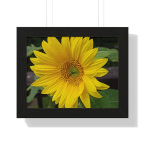 Sunflower Gallery Canvas - Framed Horizontal Poster - Dipaliz - 14″ x 11″ / Black - Posters Prints & Visual Artwork