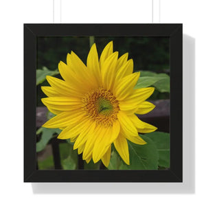 Sunflower Gallery Canvas - Framed Horizontal Poster - Dipaliz - Posters Prints & Visual Artwork