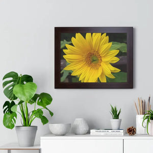 Sunflower Gallery Canvas - Framed Horizontal Poster - Dipaliz - Posters Prints & Visual Artwork