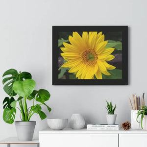 Sunflower Gallery Canvas - Framed Horizontal Poster - Dipaliz - Posters Prints & Visual Artwork