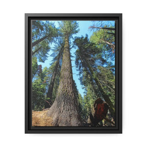 Serene Redwood Forest Matte Canvas - Black Frame - Dipaliz - Posters Prints & Visual Artwork