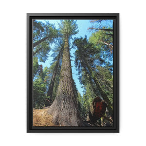 Serene Redwood Forest Matte Canvas - Black Frame - Dipaliz - Posters Prints & Visual Artwork