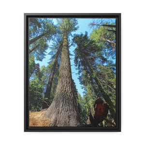 DipaliZ Redwood Forest matte canvas print in a black pine wood frame
