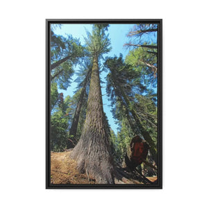 Serene Redwood Forest Matte Canvas - Black Frame - Dipaliz - Posters Prints & Visual Artwork