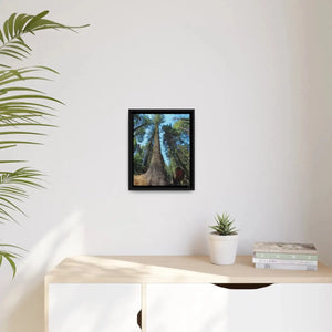 Serene Redwood Forest Matte Canvas - Black Frame - Dipaliz - Posters Prints & Visual Artwork