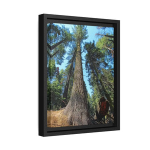 Serene Redwood Forest Matte Canvas - Black Frame - Dipaliz - Posters Prints & Visual Artwork