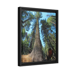 Serene Redwood Forest Matte Canvas - Black Frame - Dipaliz - Posters Prints & Visual Artwork