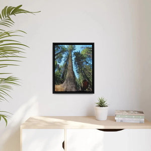 Serene Redwood Forest Matte Canvas - Black Frame - Dipaliz - Posters Prints & Visual Artwork