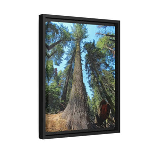 Serene Redwood Forest Matte Canvas - Black Frame - Dipaliz - Posters Prints & Visual Artwork