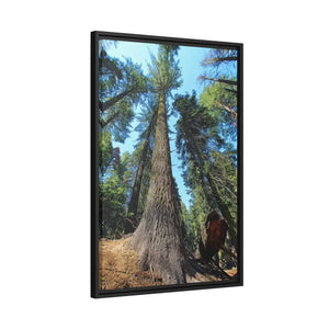 Serene Redwood Forest Matte Canvas - Black Frame - Dipaliz - Posters Prints & Visual Artwork