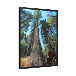 Serene Redwood Forest Matte Canvas - Black Frame - Dipaliz - Posters Prints & Visual Artwork