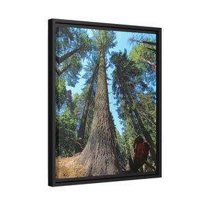 Serene Redwood Forest Matte Canvas - Black Frame - Dipaliz - Posters Prints & Visual Artwork