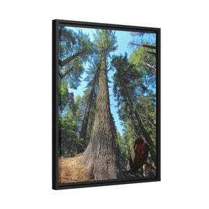 Serene Redwood Forest Matte Canvas - Black Frame - Dipaliz - Posters Prints & Visual Artwork