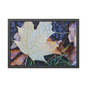 Water Drops on a Maple Leaf Framed Paper Posters - 30″ x 20″ (horizontal) / Black Frame / Fine Art - Prints & Visual