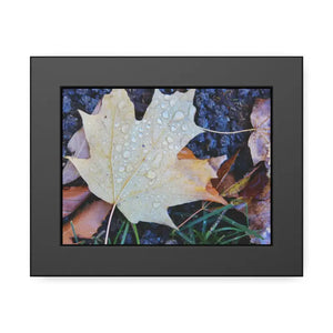 Water Drops on a Maple Leaf Framed Paper Posters - 8’’ x 6’’ (horizontal) / Black Frame / Fine Art - Prints & Visual
