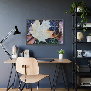 Water Drops on a Maple Leaf Framed Paper Posters - Prints & Visual Artwork