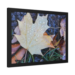 Water Drops on a Maple Leaf Framed Paper Posters - Prints & Visual Artwork