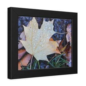 Water Drops on a Maple Leaf Framed Paper Posters - Prints & Visual Artwork