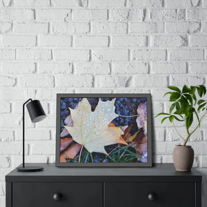 Water Drops on a Maple Leaf Framed Paper Posters - Prints & Visual Artwork