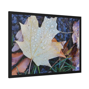 Water Drops on a Maple Leaf Framed Paper Posters - Prints & Visual Artwork