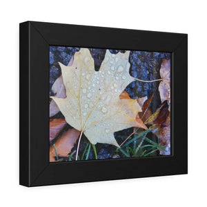 Water Drops on a Maple Leaf Framed Paper Posters - Prints & Visual Artwork